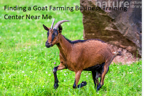 Finding a Goat Farming Business Training Center Near Me Finding a Goat Farming Business Training Center Near Me