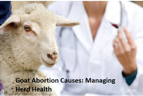 Goat Abortion Causes: Managing Herd Health Goat Abortion Causes: Managing Herd Health