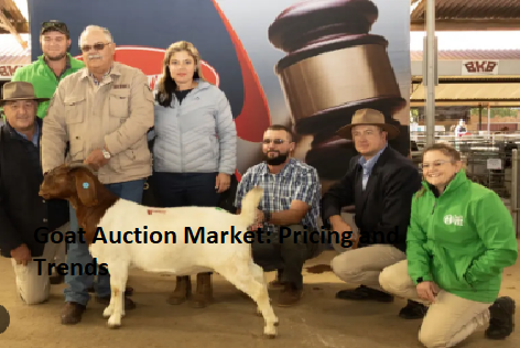 Goat Auction Market: Pricing and Trends Goat Auction Market: Pricing and Trends