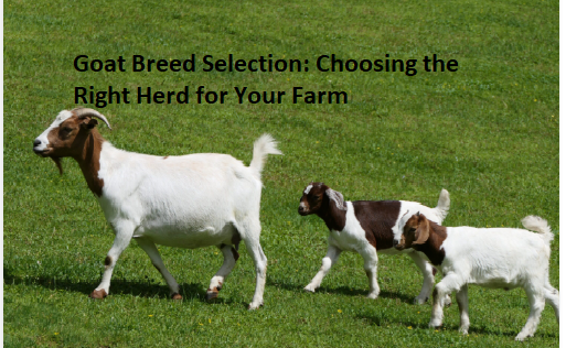 Goat Breed Selection: Choosing the Right Herd for Your Farm Goat Breed Selection: Choosing the Right Herd for Your Farm