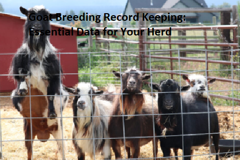 Goat Breeding Record Keeping: Essential Data for Your Herd Goat Breeding Record Keeping: Essential Data for Your Herd