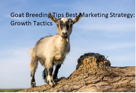 Goat Breeding Tips Best Marketing Strategy: Growth Tactics Goat Breeding Tips Best Marketing Strategy: Growth Tactics