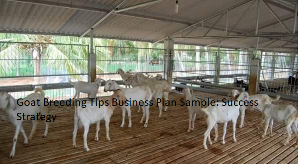 Goat Breeding Tips Business Plan Sample: Success Strategy