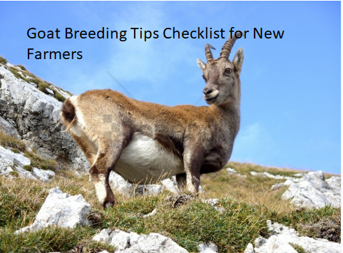 Goat Breeding Tips Checklist for New Farmers Goat Breeding Tips Checklist for New Farmers