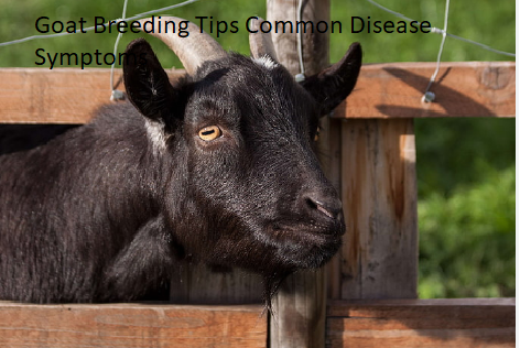 Goat Breeding Tips Common Disease Symptoms Goat Breeding Tips Common Disease Symptoms