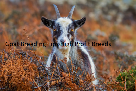 Goat Breeding Tips High Profit Breeds Goat Breeding Tips High Profit Breeds