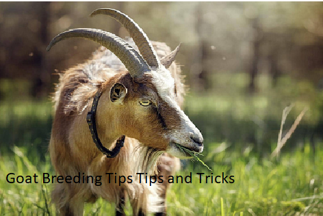 Goat Breeding Tips Tips and Tricks Goat Breeding Tips Tips and Tricks