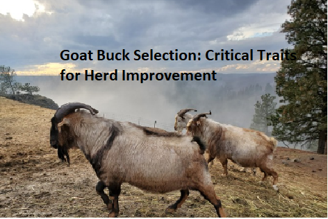 Goat Buck Selection: Critical Traits for Herd Improvement Goat Buck Selection: Critical Traits for Herd Improvement