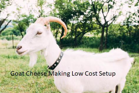 Goat Cheese Making Low Cost Setup Goat Cheese Making Low Cost Setup