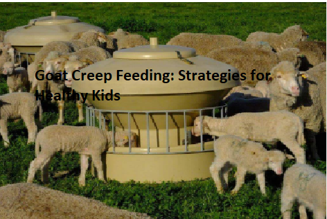 Goat Creep Feeding: Strategies for Healthy Kids Goat Creep Feeding: Strategies for Healthy Kids