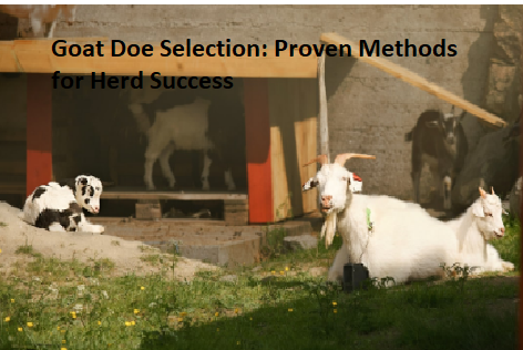 Goat Doe Selection: Proven Methods for Herd Success Goat Doe Selection: Proven Methods for Herd Success