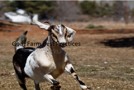 Goat Farm Best Practices Goat Farm Best Practices