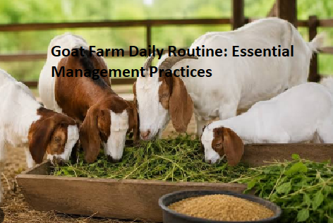 Goat Farm Daily Routine: Essential Management Practices Goat Farm Daily Routine: Essential Management Practices