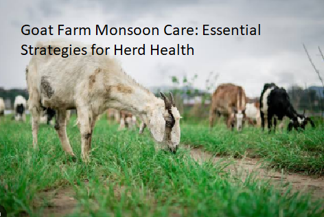 Goat Farm Monsoon Care: Essential Strategies for Herd Health Goat Farm Monsoon Care: Essential Strategies for Herd Health
