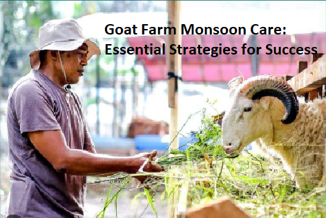 Goat Farm Monsoon Care: Essential Strategies for Success Goat Farm Monsoon Care: Essential Strategies for Success