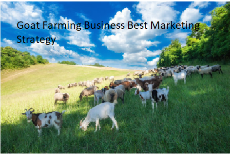 Goat Farming Business Best Marketing Strategy Goat Farming Business Best Marketing Strategy