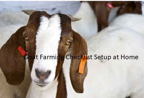 Goat Farming Checklist Setup at Home Goat Farming Checklist Setup at Home