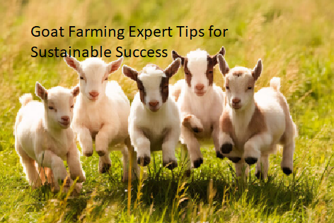 Goat Farming Expert Tips for Sustainable Success Goat Farming Expert Tips for Sustainable Success