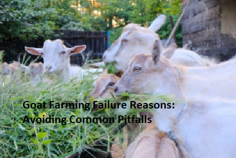 Goat Farming Failure Reasons: Avoiding Common Pitfalls Goat Farming Failure Reasons: Avoiding Common Pitfalls