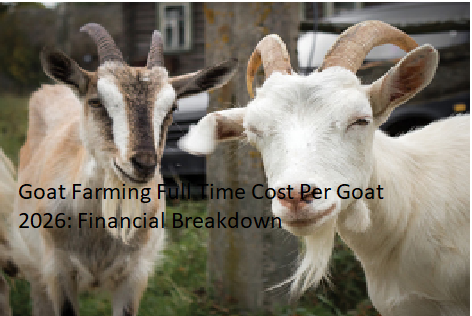 Goat Farming Full Time Cost Per Goat 2026: Financial Breakdown Goat Farming Full Time Cost Per Goat 2026: Financial Breakdown