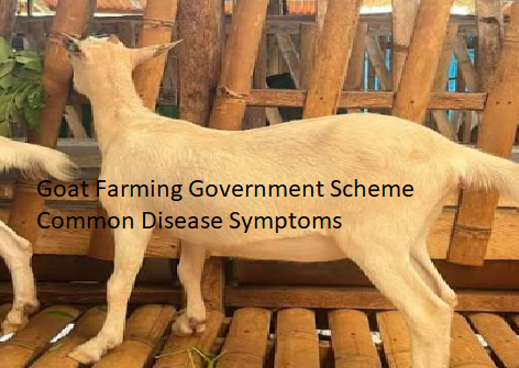 Goat Farming Government Scheme Common Disease Symptoms Goat Farming Government Scheme Common Disease Symptoms