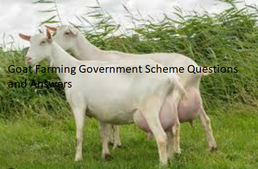 Goat Farming Government Scheme Questions and Answers Goat Farming Government Scheme Questions and Answers