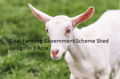 Goat Farming Government Scheme Shed Design in 1 Acre Goat Farming Government Scheme Shed Design in 1 Acre