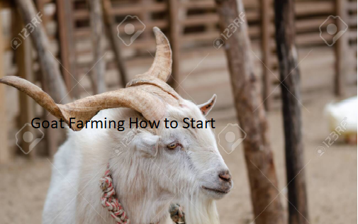 Goat Farming How to Start Goat Farming How to Start