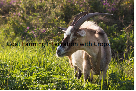 Goat Farming Integration with Crops Goat Farming Integration with Crops