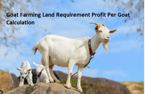 Goat Farming Land Requirement Profit Per Goat Calculation
