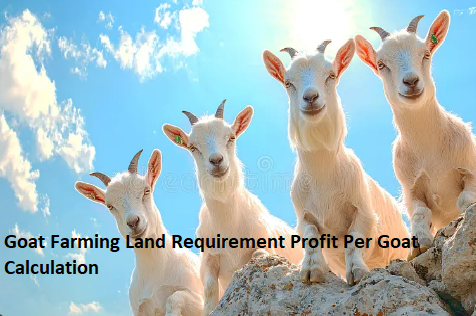 Goat Farming Land Requirement Profit Per Goat Calculation