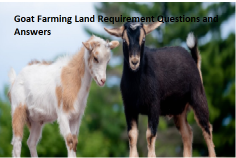 Goat Farming Land Requirement Questions and Answers