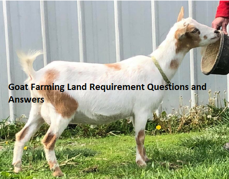 Goat Farming Land Requirement Questions and Answers