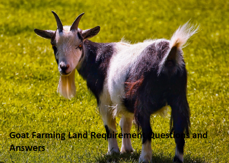 Goat Farming Land Requirement Questions and Answers Goat Farming Land Requirement Questions and Answers