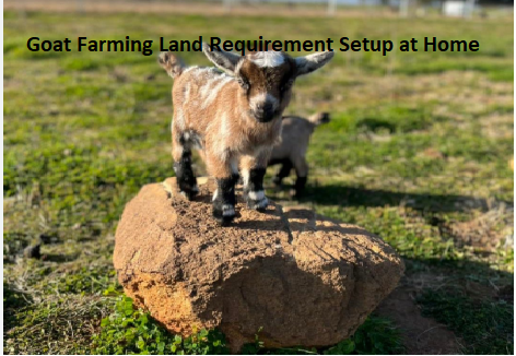 Goat Farming Land Requirement Setup at Home