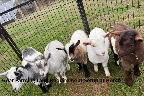 Goat Farming Land Requirement Setup at Home