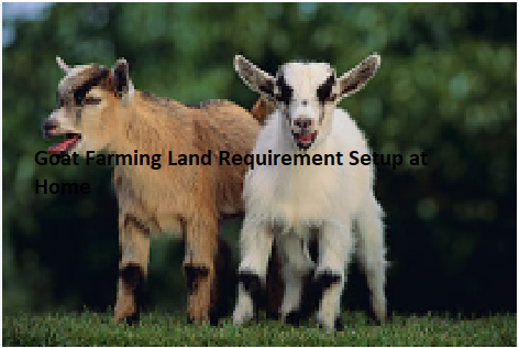 Goat Farming Land Requirement Setup at Home Goat Farming Land Requirement Setup at Home