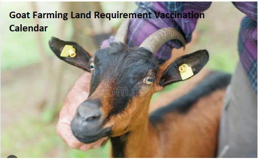 Goat Farming Land Requirement Vaccination Calendar
