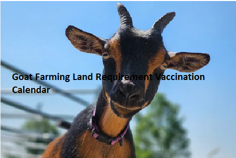Goat Farming Land Requirement Vaccination Calendar Goat Farming Land Requirement Vaccination Calendar