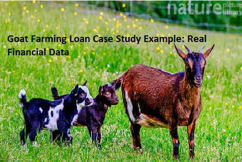 Goat Farming Loan Case Study Example: Real Financial Data