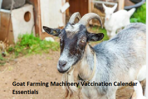 Goat Farming Machinery Vaccination Calendar Essentials