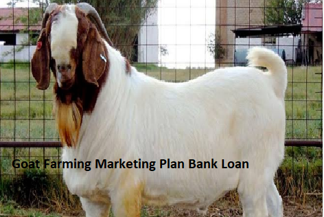 Goat Farming Marketing Plan Bank Loan Process