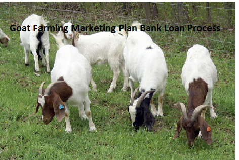Goat Farming Marketing Plan Bank Loan Process