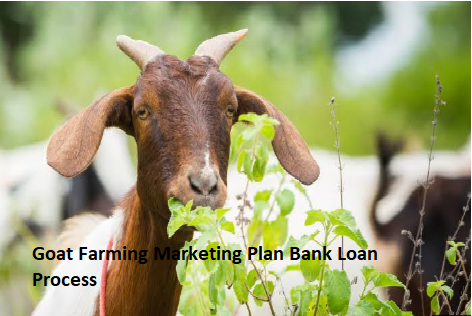 Goat Farming Marketing Plan Bank Loan Process Goat Farming Marketing Plan Bank Loan Process