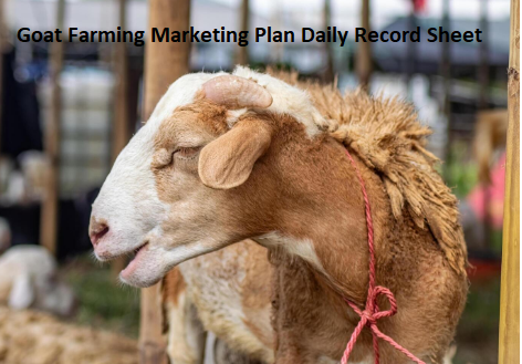 Goat Farming Marketing Plan Daily Record Sheet