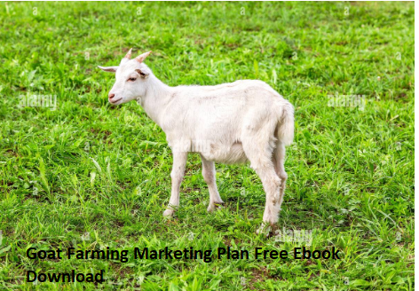 Goat Farming Marketing Plan Free Ebook Download