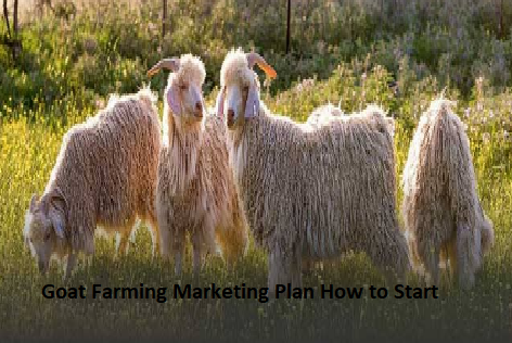 Goat Farming Marketing Plan How to Start