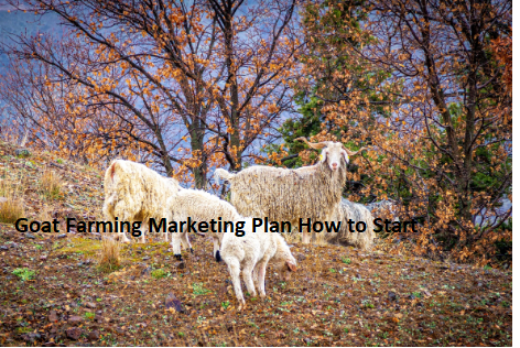 Goat Farming Marketing Plan How to Start
