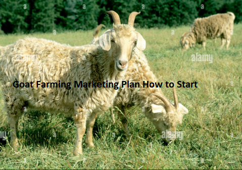 Goat Farming Marketing Plan How to Start Goat Farming Marketing Plan How to Start