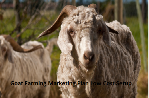 Goat Farming Marketing Plan Low Cost Setup Goat Farming Marketing Plan Low Cost Setup
